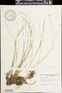 Eleocharis erythropoda image