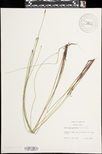 Eleocharis ovata image