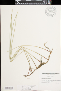 Eleocharis erythropoda image