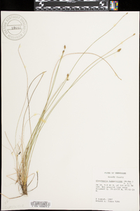 Eleocharis tuberculosa image