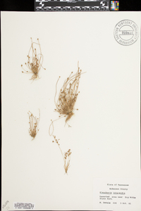 Microstegium vimineum image