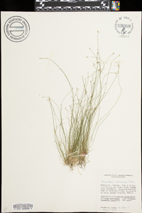 Eleocharis microcarpa image