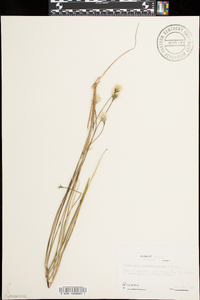 Eriophorum brachyantherum image