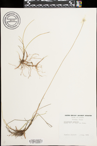 Eriophorum gracile image