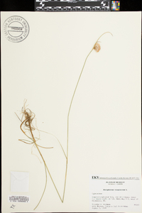 Eriophorum virginicum image