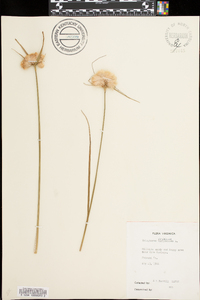 Eriophorum virginicum image