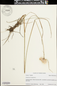 Eriophorum virginicum image