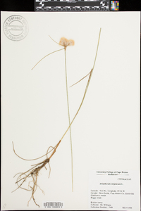 Eriophorum virginicum image