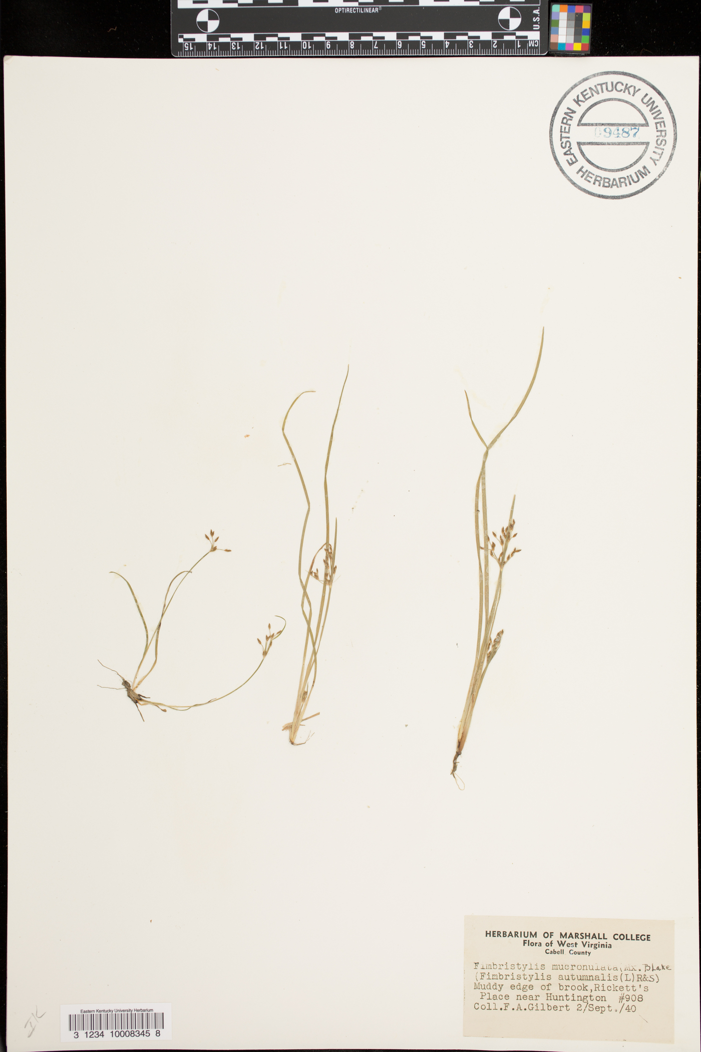 Fimbristylis mucronulata image