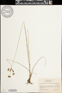 Fimbristylis puberula image