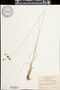 Fimbristylis puberula image