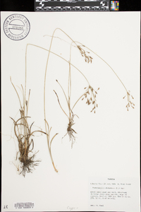 Fimbristylis dichotoma image