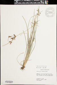 Fimbristylis tomentosa image