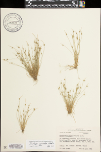 Isolepis carinata image