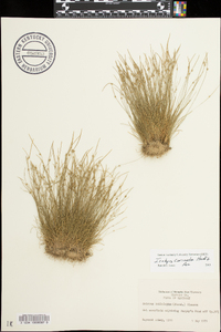 Isolepis carinata image