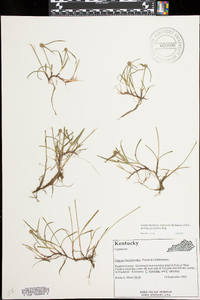 Kyllinga gracillima image