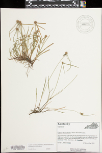 Kyllinga gracillima image