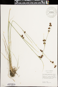 Rhynchospora capitellata image