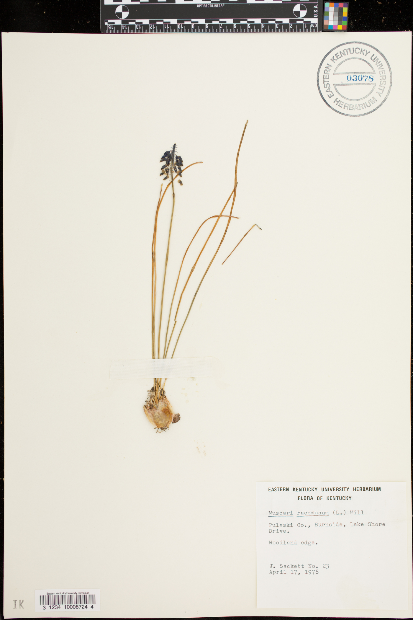 Muscari neglectum image