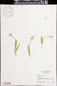 Iris cristata subsp. cristata image