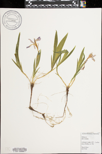 Iris cristata image