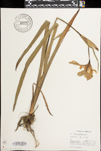 Iris virginica image