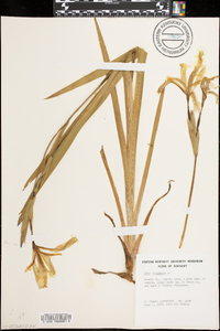 Iris virginica image