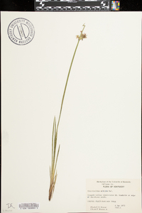 Sisyrinchium albidum image