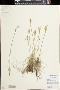 Sisyrinchium albidum image