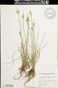 Sisyrinchium albidum image