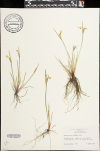 Sisyrinchium albidum image