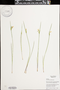 Sisyrinchium albidum image