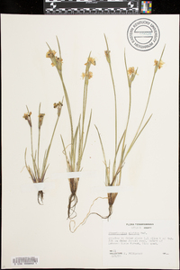 Sisyrinchium albidum image