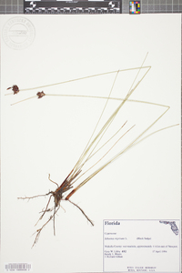 Schoenus nigricans image