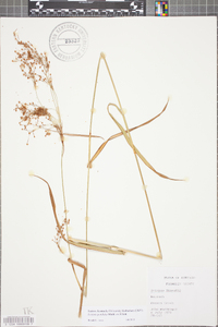 Scirpus pendulus image