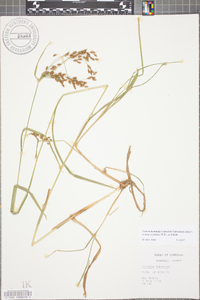 Scirpus pendulus image