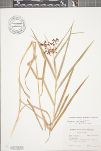 Scirpus polyphyllus image