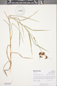 Scirpus polyphyllus image