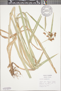 Scirpus polyphyllus image