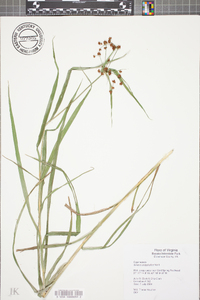 Scirpus polyphyllus image