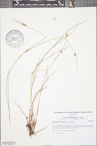 Scleria ciliata image