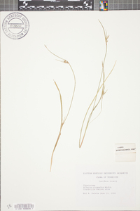 Scleria oligantha image