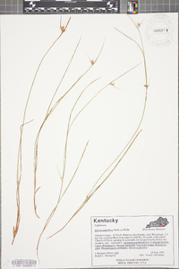 Scleria pauciflora image