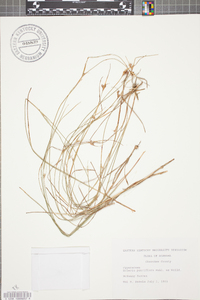 Eleocharis quinqueflora image