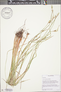 Scleria triglomerata image