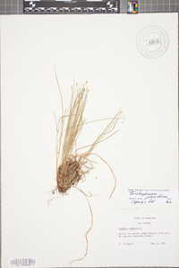 Trichophorum planifolium image