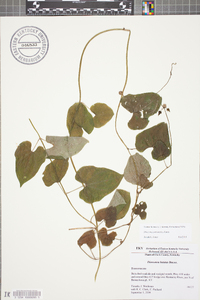 Dioscorea polystachya image