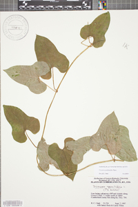 Dioscorea polystachya image