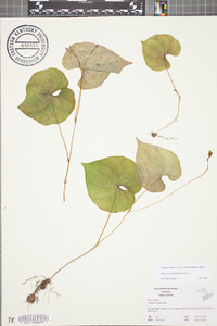 Dioscorea polystachya image