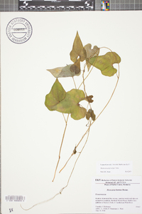 Dioscorea polystachya image